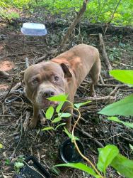 Reunited Male Dog last seen Diane ct, Charles Town, WV 25414