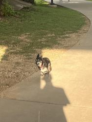 Found/Stray Male Dog last seen SW S Young Dr, Killeen, TX 76543
