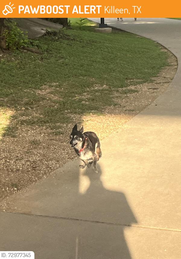 Found/Stray Male Dog last seen SW S Young Dr, Killeen, TX 76543
