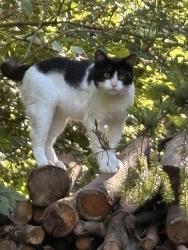 Found/Stray Male Cat last seen Shiloh Creek Way, Indianapolis, IN 46234