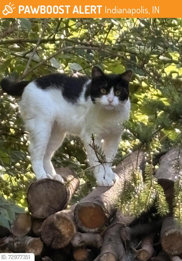 Found/Stray Male Cat last seen Shiloh Creek Way, Indianapolis, IN 46234