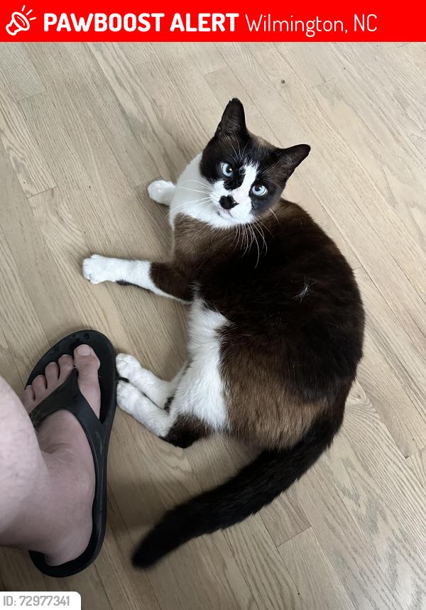 Lost Male Cat last seen Masonboro Harbour Drive, Wilmington, NC 28409