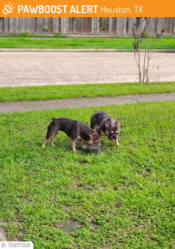 Found/Stray Unknown Dog last seen Alegria dr, Houston, TX 77083