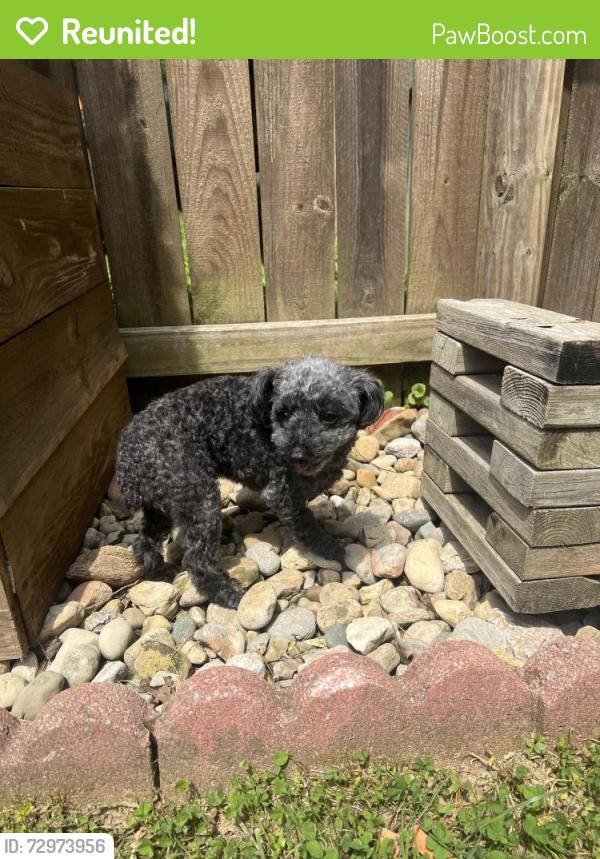 Reunited Male Dog last seen Hammann drive and van fleet , Amelia, OH 45102