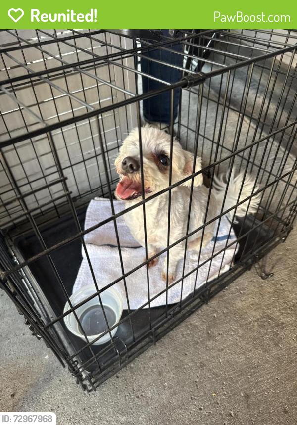 Reunited Male Dog last seen Ashland, Buffalo, NY 14222