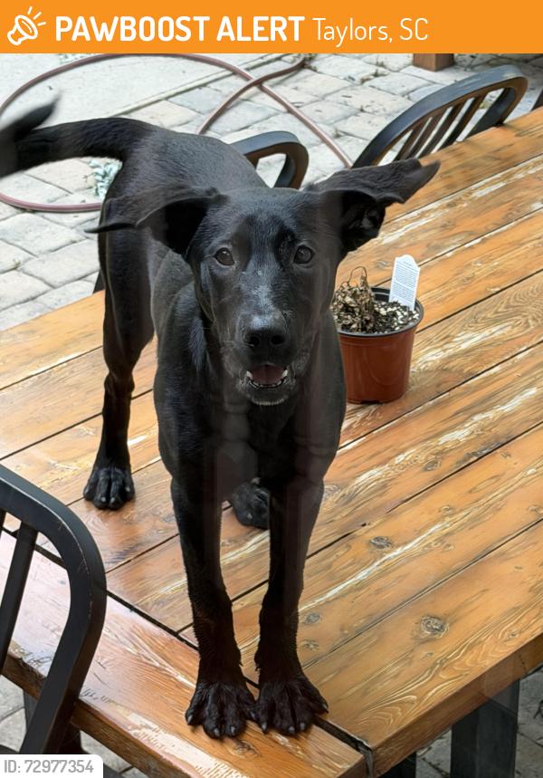 Found/Stray Female Dog last seen Huntcliff dr & Sneed Dr - pebble creek area , Taylors, SC 29687
