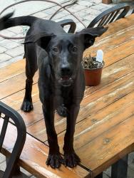 Found/Stray Female Dog last seen Huntcliff dr & Sneed Dr - pebble creek area , Taylors, SC 29687