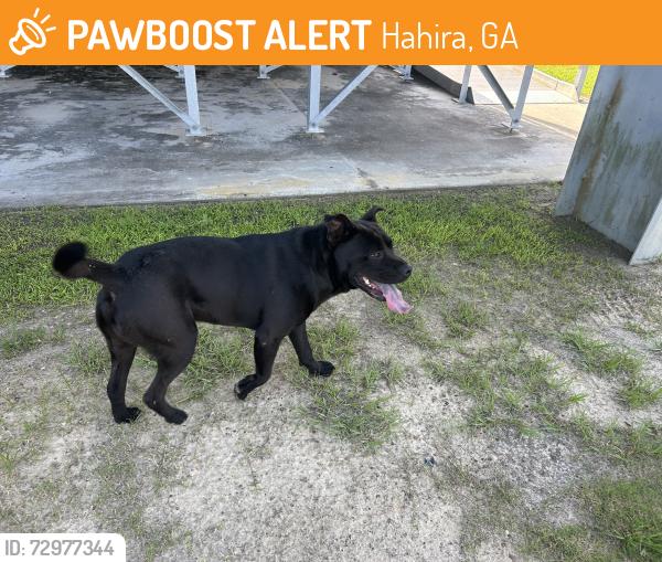 Found/Stray Male Dog last seen Highway 84, Hahira, GA 31632