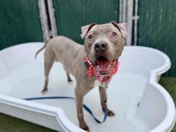 Shelter Stray Male Dog last seen Near Loisaida Alley, NEW YORK, NY, 10009, New York, NY 10029
