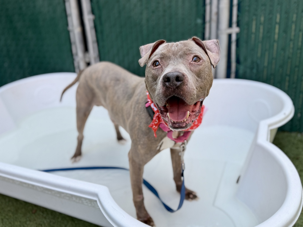 Shelter Stray Male Dog last seen Near Loisaida Alley, NEW YORK, NY, 10009, 326 E 110th St, New York, NY 10029, USA