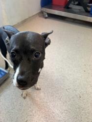 Shelter Stray Female Dog last seen E 100th Street, NEW YORK, NY, 10029, 326 E 110th St, New York, NY 10029, USA