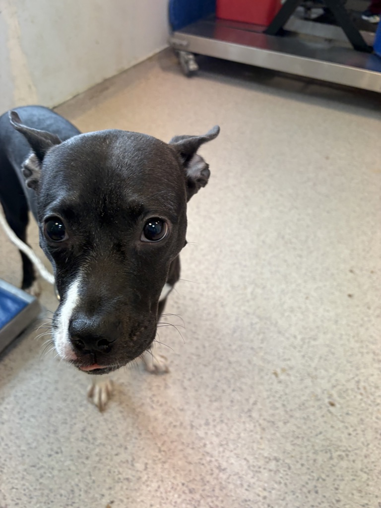 Shelter Stray Female Dog last seen E 100th Street, NEW YORK, NY, 10029, 326 E 110th St, New York, NY 10029, USA