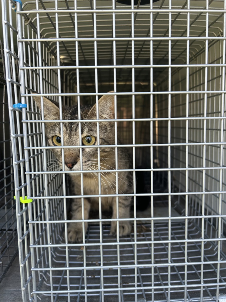 Shelter Stray Unknown Cat last seen Near Gainsborough Road, VIRGINIA BEACH, VA, 23462, Virginia Beach, VA 23451