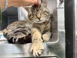 Shelter Stray Male Cat last seen Hampton Street, ELMHURST, NY, 11373, 326 E 110th St, New York, NY 10029, USA