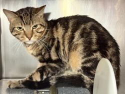 Shelter Stray Male Cat last seen Police do not have proper information., NEW YORK, NY, 10029, 326 E 110th St, New York, NY 10029, USA