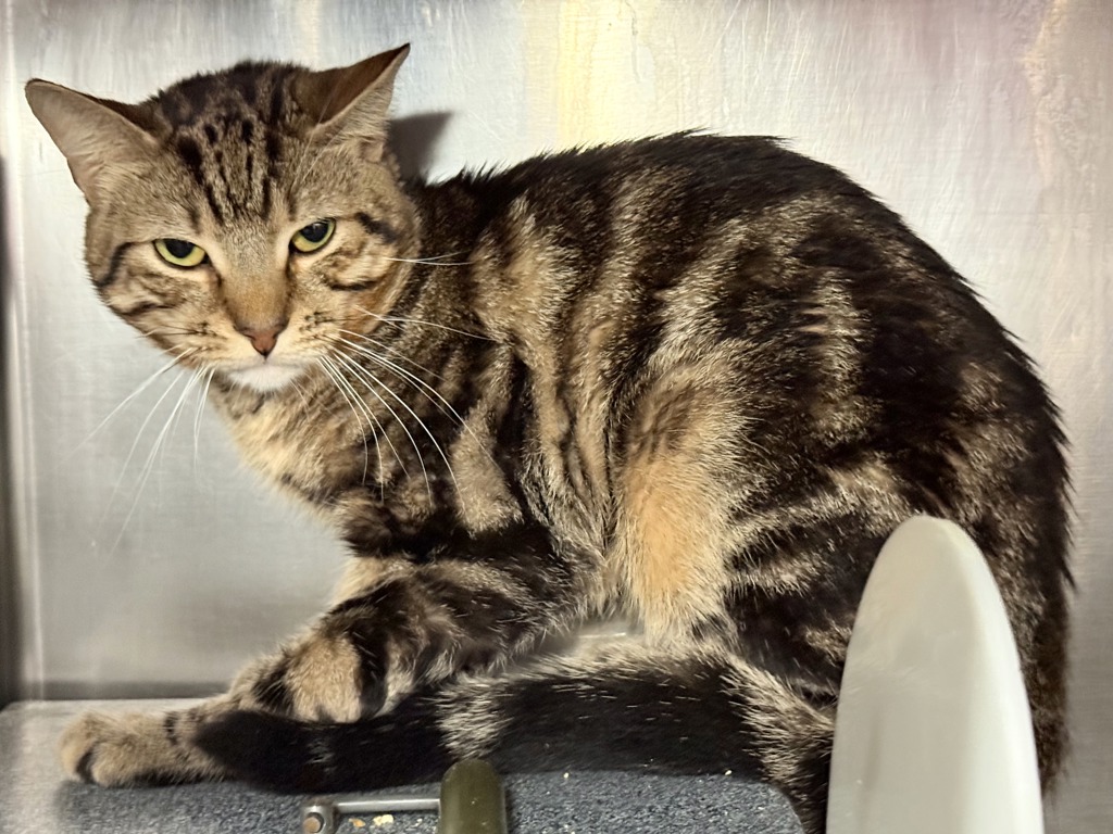 Shelter Stray Male Cat last seen Police do not have proper information., NEW YORK, NY, 10029, 326 E 110th St, New York, NY 10029, USA