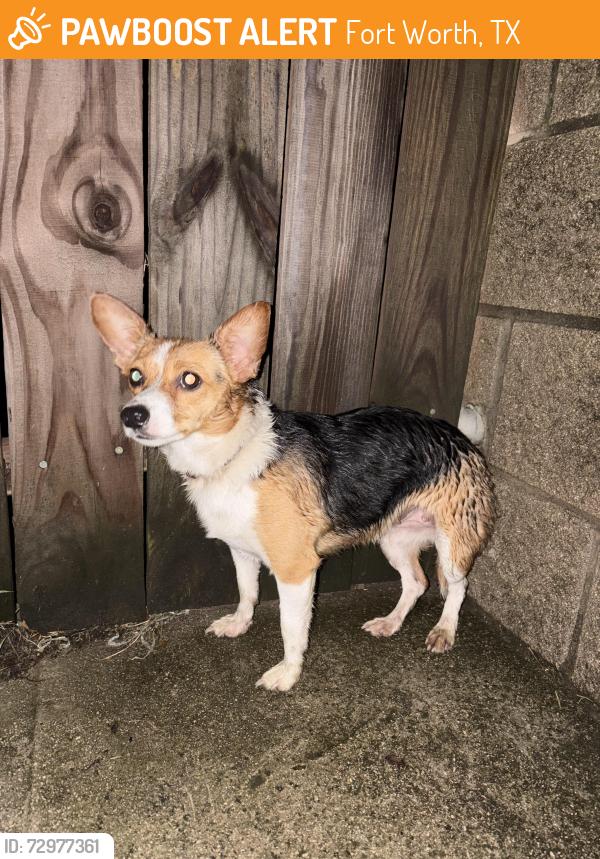 Found/Stray Female Dog last seen Woodland Springs, Netleaf , Fort Worth, TX 76244