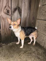 Found/Stray Female Dog last seen Woodland Springs, Netleaf , Fort Worth, TX 76244