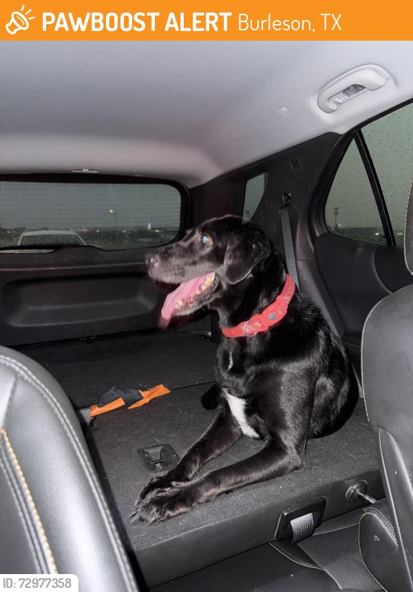 Found/Stray Female Dog last seen Main entrance of Centennial High School and Renfro St, Burleson, TX 76028