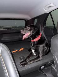 Found/Stray Female Dog last seen Main entrance of Centennial High School and Renfro St, Burleson, TX 76028
