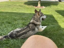 Found/Stray Male Dog last seen Kensington Farms Alexia and Parrington, Indianapolis, IN 46236