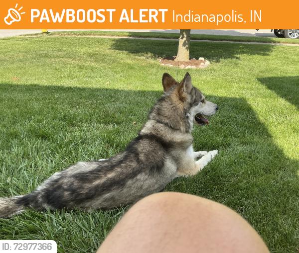 Found/Stray Male Dog last seen Kensington Farms Alexia and Parrington, Indianapolis, IN 46236