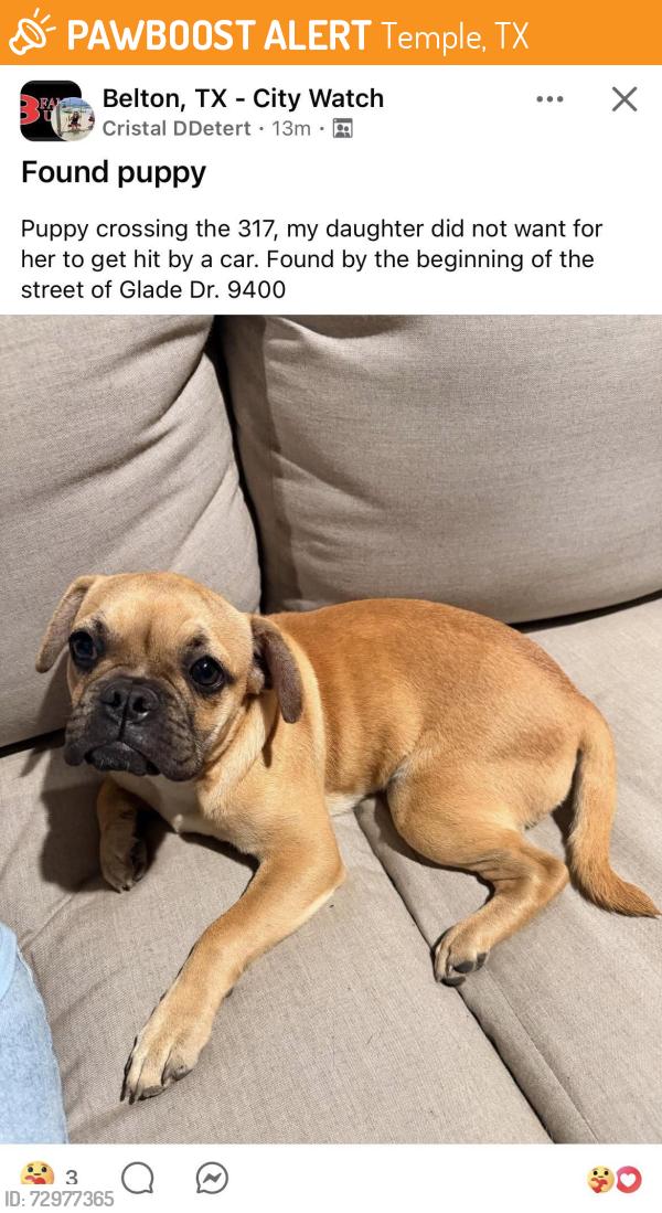 Surrendered Female Dog last seen Near and Glade Drive, Temple, TX 76502