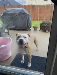 Found/Stray Male Dog last seen Danielle Creek Drive and Mice Creek Drive, Little Elm , Little Elm, TX 75068