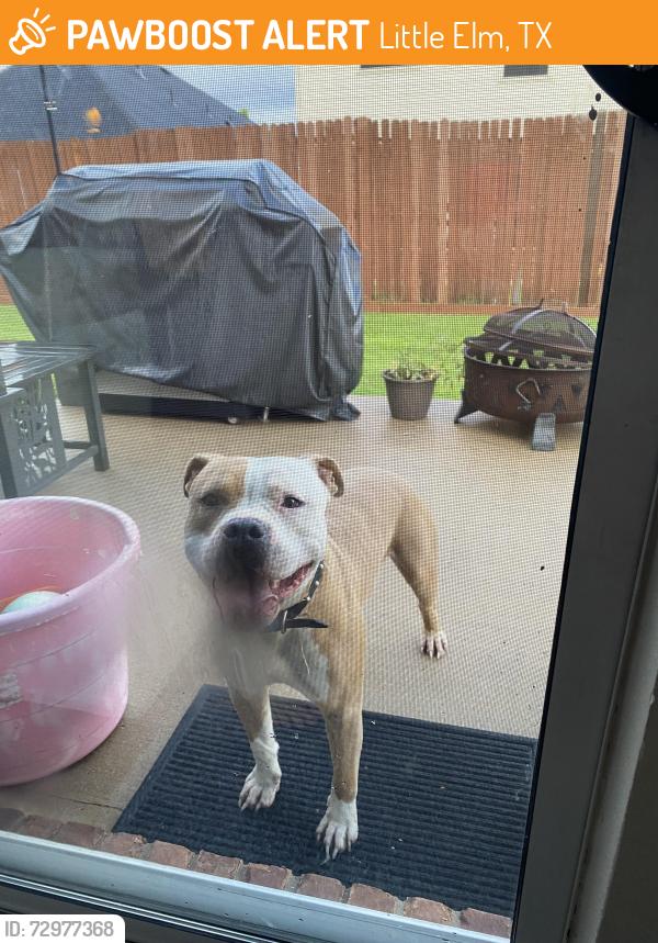 Found/Stray Male Dog last seen Danielle Creek Drive and Mice Creek Drive, Little Elm , Little Elm, TX 75068
