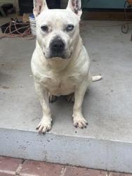 Found/Stray Male Dog last seen Near wardlaw rd, Central, SC 29630