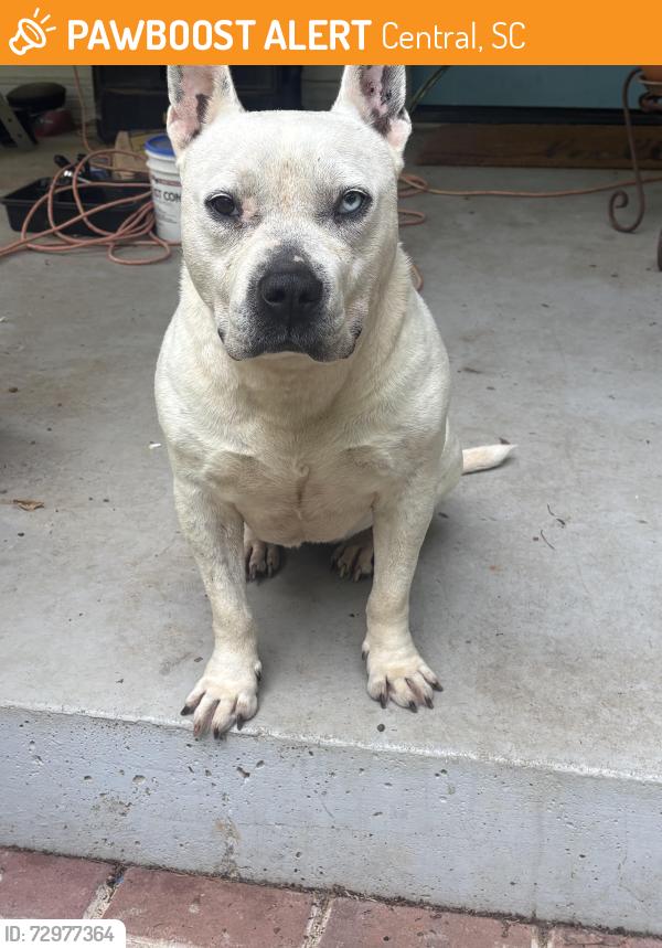 Found/Stray Male Dog last seen Near wardlaw rd, Central, SC 29630