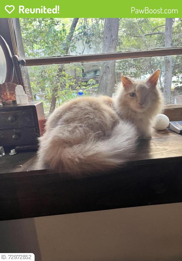 Reunited Male Cat last seen spring rd, little rd, southern pines golf course, Southern Pines, NC 28387