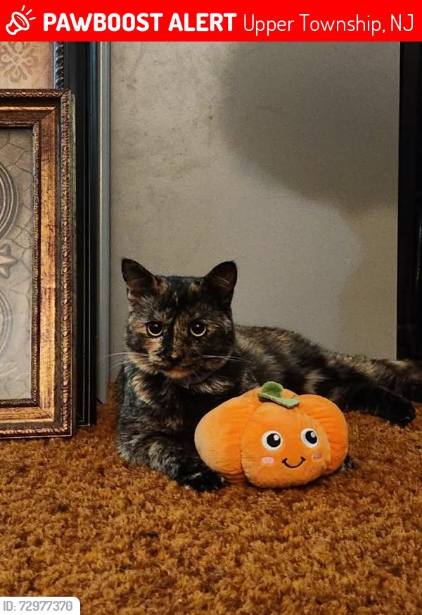 Lost Female Cat last seen Peach Orchid , Upper Township, NJ 08230