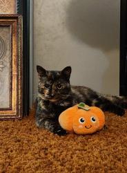 Lost Female Cat last seen Peach Orchid , Upper Township, NJ 08230