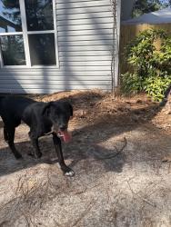 Found/Stray Female Dog last seen Near Tradewinds dr, Fayetteville, NC 28314