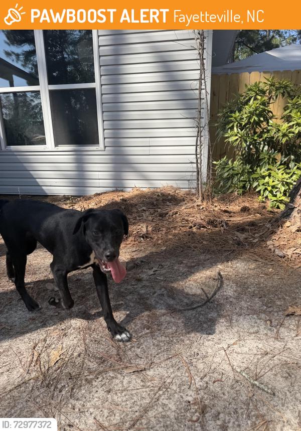 Found/Stray Female Dog last seen Near Tradewinds dr, Fayetteville, NC 28314
