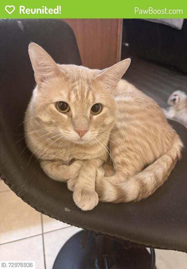 Reunited Male Cat last seen Near steel knot ln , Arcola, TX 77583