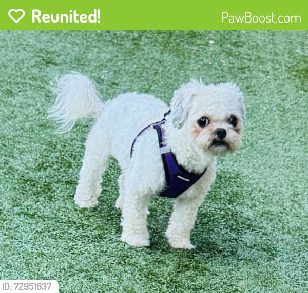 Reunited Female Dog last seen Rosalie Ave Clifton , Clifton, NJ 07011