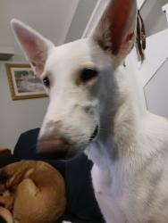 Lost Female Dog last seen Howard/ Sunset, Indian River Estates, FL 34982