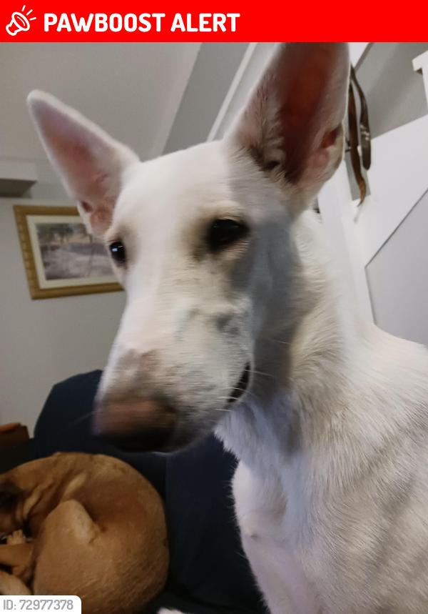 Lost Female Dog last seen Howard/ Sunset, Indian River Estates, FL 34982