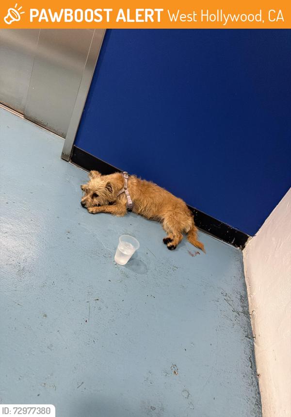 Found/Stray Female Dog last seen La Brea/ Santa Monica , West Hollywood, CA 90046