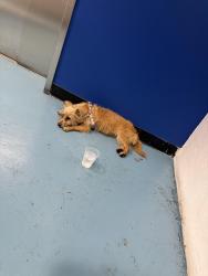 Found/Stray Female Dog last seen La Brea/ Santa Monica , West Hollywood, CA 90046