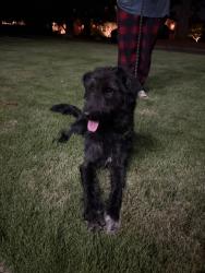 Reunited Female Dog last seen Hidden Hills Dr , Greenville, SC 29605