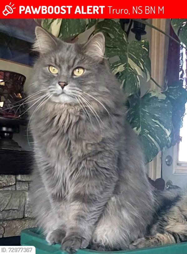 Lost Male Cat last seen Near Butler Dr bible hill ests trailer court , Truro, NS B2N 5M9