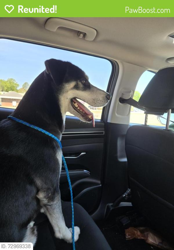 Reunited Male Dog last seen Odd Road, Poquoson, VA 23662