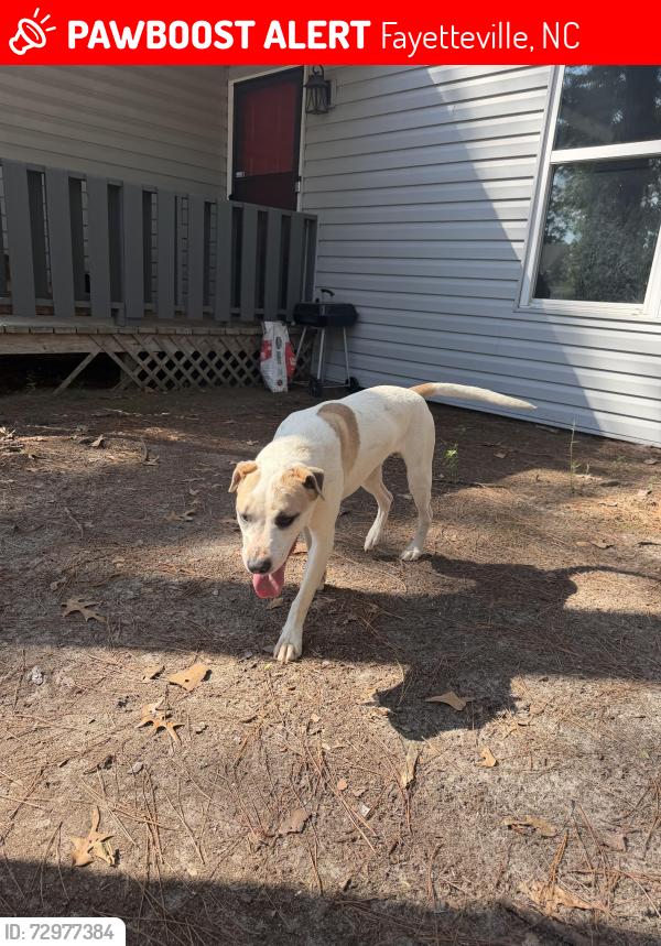 Lost Male Dog last seen Near Tradewinds dr, Fayetteville, NC 28314