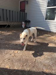 Lost Male Dog last seen Near Tradewinds dr, Fayetteville, NC 28314