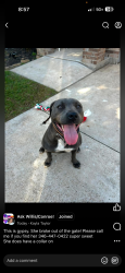Lost Female Dog last seen Seven coves rd and meador rd, Conroe, TX 77378