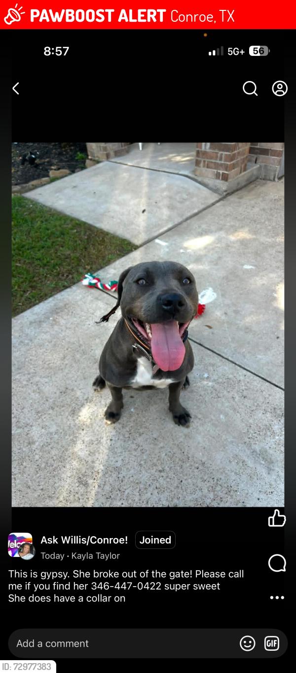 Lost Female Dog last seen Seven coves rd and meador rd, Conroe, TX 77378