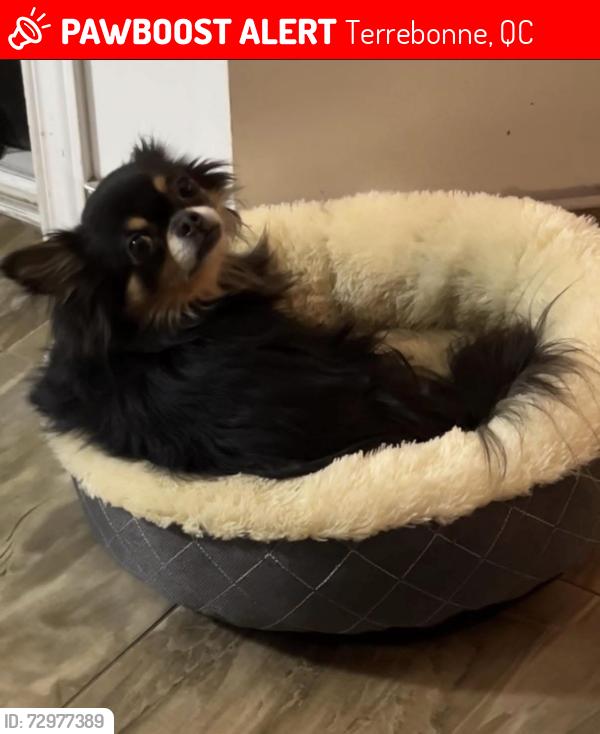 Lost Male Dog last seen hse, Terrebonne, QC 